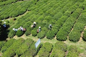 500个集装箱滞留将给出口企业造成重大损失，并直接影响国内茶农的生计。