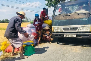 Nông dân Hậu Giang thu hoạch lúa bán cho thương lái tại ruộng