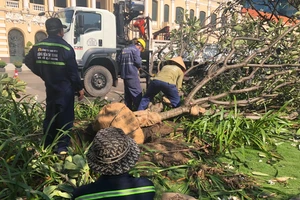 Di dời toàn bộ 2 hàng cây sứ khu vực Tượng đài Hồ Chí Minh trên đường Nguyễn Huệ (quận 1)