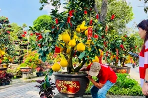 Hạ giá hoa kiểng để “đẩy” hàng sớm 