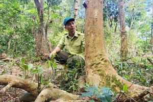 Những cây chè cổ hàng trăm năm tuổi ở An Toàn (huyện An Lão, Bình Định) đang được khảo sát, đánh dấu để phục vụ phục hồi, sản xuất thử nghiệm