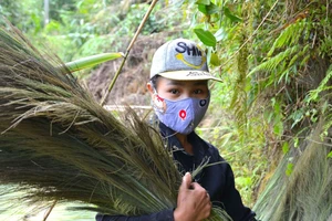 Thu hoạch đót đầu xuân tại thôn Trà Ôi, xã Trà Xinh (huyện Trà Bồng, Quảng Ngãi). Ảnh: NGUYỄN TRANG