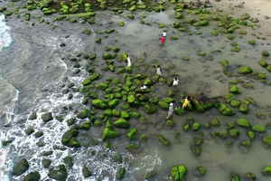 Nằm cách trung tâm thành phố chừng 17km về phía Tây Bắc, rạn Nam Ô hay còn gọi là ghềnh đá Nam Ô (thuộc làng chài Nam Ô, quận Liên Chiểu, TP Đà Nẵng) luôn là điểm đến được nhiều bạn trẻ săn đón