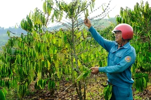 Cà phê trồng tại xã Lộc Bảo, huyện Bảo Lâm (Lâm Đồng) bị khô bông vì thiếu nước tưới, nguy cơ thất thu cao