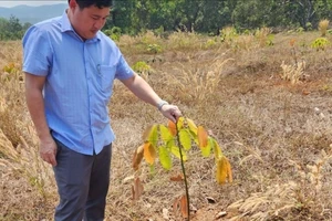 Cục Trồng trọt nêu loạt giải pháp cứu lúa, cây ăn trái, cà phê ở vùng hạn hán