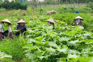 Nông nghiệp hữu cơ trên hành trình chinh phục thị trường: Chật vật tồn tại