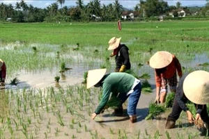 Vần công vẫn được duy trì ở nhiều địa phương vùng ĐBSCL