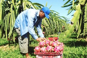 Nông dân Bình Thuận thu hoạch thanh long. Ảnh: NGUYỄN TIẾN