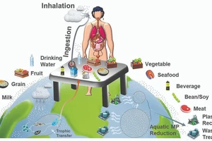 Bản đồ mức độ ăn phải vi nhựa của con người