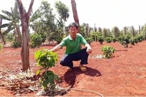 Cây giống cà phê ở Tây Nguyên “cháy” hàng