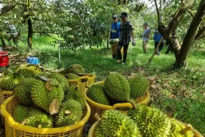Nông dân thu hoạch sầu riêng