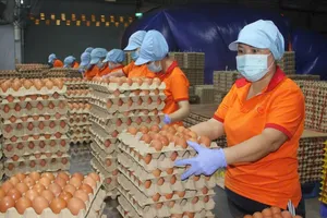 Đông Nam bộ: Giá trứng gà tăng cao 