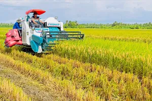 Đề án 1 triệu ha vụ hè thu năm 2025 cho năng suất, lợi nhuận tăng