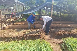 Quảng Ngãi: Ươm giống cà phê cấp miễn phí cho đồng bào Xơ Đăng