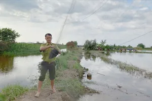 Kiểm lâm TPHCM ngăn chặn nạn tận diệt chim trời