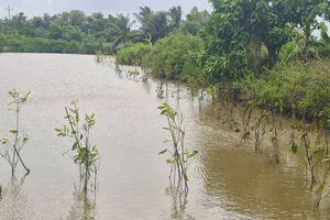 Cần Thơ: Nuôi tôm kết hợp mở rộng rừng ngập mặn 