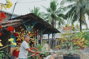 Sắc hoa vàng báo hiệu mùa xuân phương Nam thật gần. Ảnh: ĐỖ TÌNH