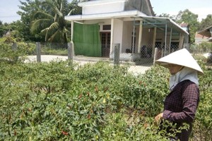 Many farms for growing chili pepper are left fallow because price of the produce drops (Photo: SGGP)