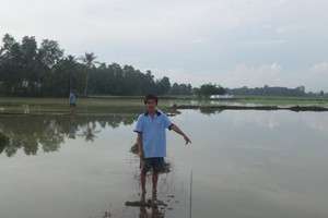 Long lasting heavy rain has flooded many rice fields in the Mekong Delta province of Bac Lieu for the last couple of days (Photo: SGGP)