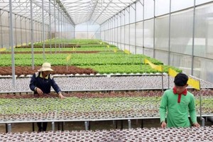 Farmers are working in a cooperative in Lam Dong Province (PHoto: SGGP)