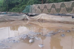 400 tons of farm-raised fish die en masse after hydroelectric plant discharges its water (Photo: SGGP)