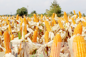 Farmers encouraged to plant new maize strain to rise productivity
