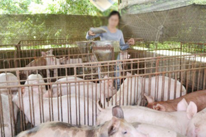 Vietnam strives to curb the use of antibiotic in the husbandry of livestock (Photo: SGGP)