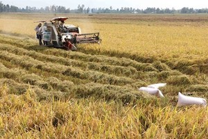 Rice husks and straw can be turned into energy (Photo: VNA)