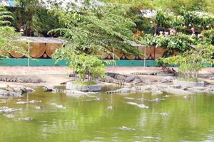 Breeding crocodiles in Suoi Tien Park in HCMC (Photo: SGGP)