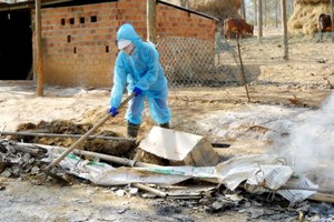 Bird flu occurs in Kon Tum Province