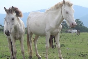 Vietnam’s largest grassland where horses live