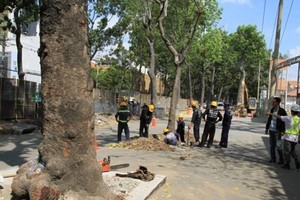 HCMC removes trees for bridge construction