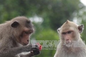 The long-tailed macaques, a rare animal, is listed in the IUCN’s Red List (Photo VNA)