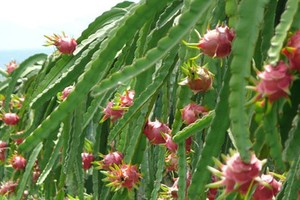 Price of dragon fruit drops drastically