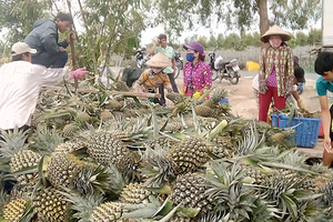 Farmers in the Mekong delta province harvest pineapple (Photo: SGGP)