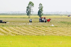  Farmers of Dong Thap Muoi  in Tan Hung District, Long An  Province are harvesting their rice (Photo: SGGP)