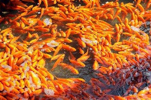Young carp cling together in a pond (Photo: VNA)