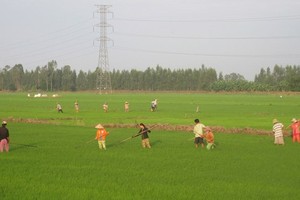 Farmers in Dong Thap are taking care of the summer-fall crop (Photo: SGGP)