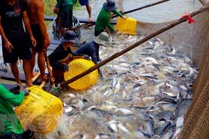 Harvesting tra fish in the Mekong Delta (Photo: VNA)