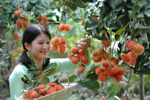 Vietnam signs rambutan export deal with New Zealand