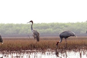 Over 40 red-crowned cranes return Kien Giang province