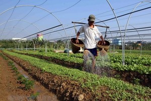 A farmer waters vegetables in Hoa Vang district, Da Nang city (Photo: VNA)