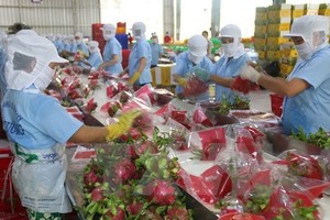 Dragon fruits for exports (Photo: VNA)