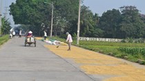 Harsh penalties against those drying rice straw in roads