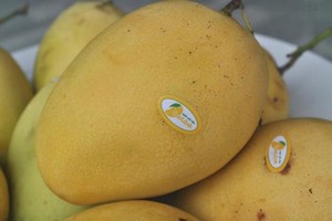 Cao Lanh mango (Source: Internet)
