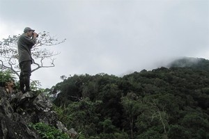 A corner of forest in the Central Highlands region of Vietnam (Photo: VNA)