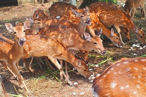 Deer breeders in central mountainous district Huong Son in the central province of Ha Tinh  earn more thanks to selling velvet antler (Photo: SGGP)