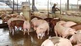 Pig price goes up as traders snap up