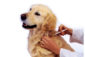 HCMC strives to become free-rabies city by 2020