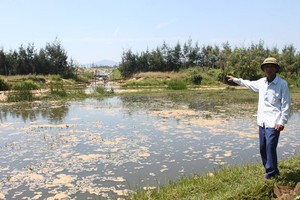 Shrimp farming firm fined for polluting environment